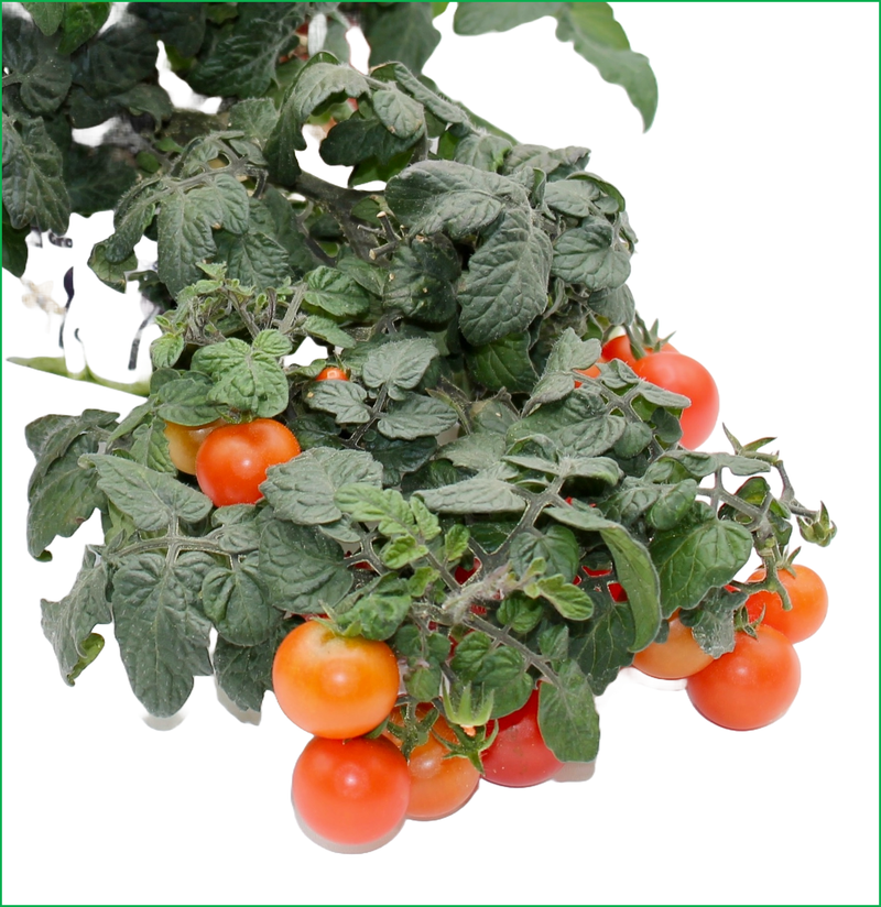 Little Red Tomatoes - LVL-S-012