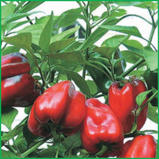 Little Red Peppers - LVL-S-013