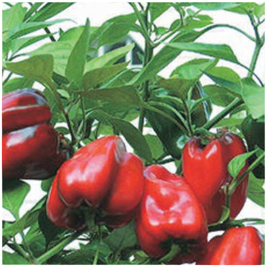 Little Red Peppers - LVL-S-013