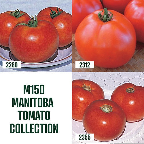 Manitoba Tomato Collection / 3 packets - M150A