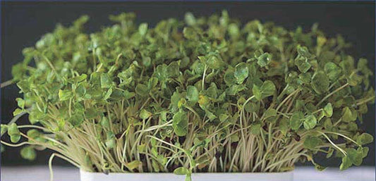 Buckwheat - 100g - 5618A