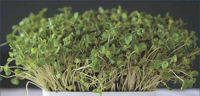 Buckwheat - 100g - 5618A