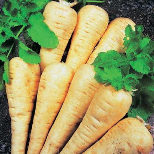 Parsnip Hollow Crown (110 Days) - 1575A