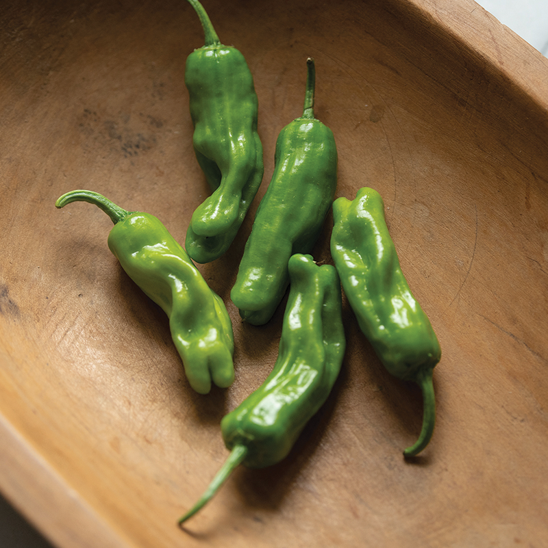 Pepper Shishito - 1799A