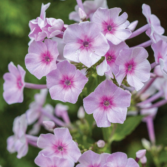 Phlox Bright Eyes - 7027A