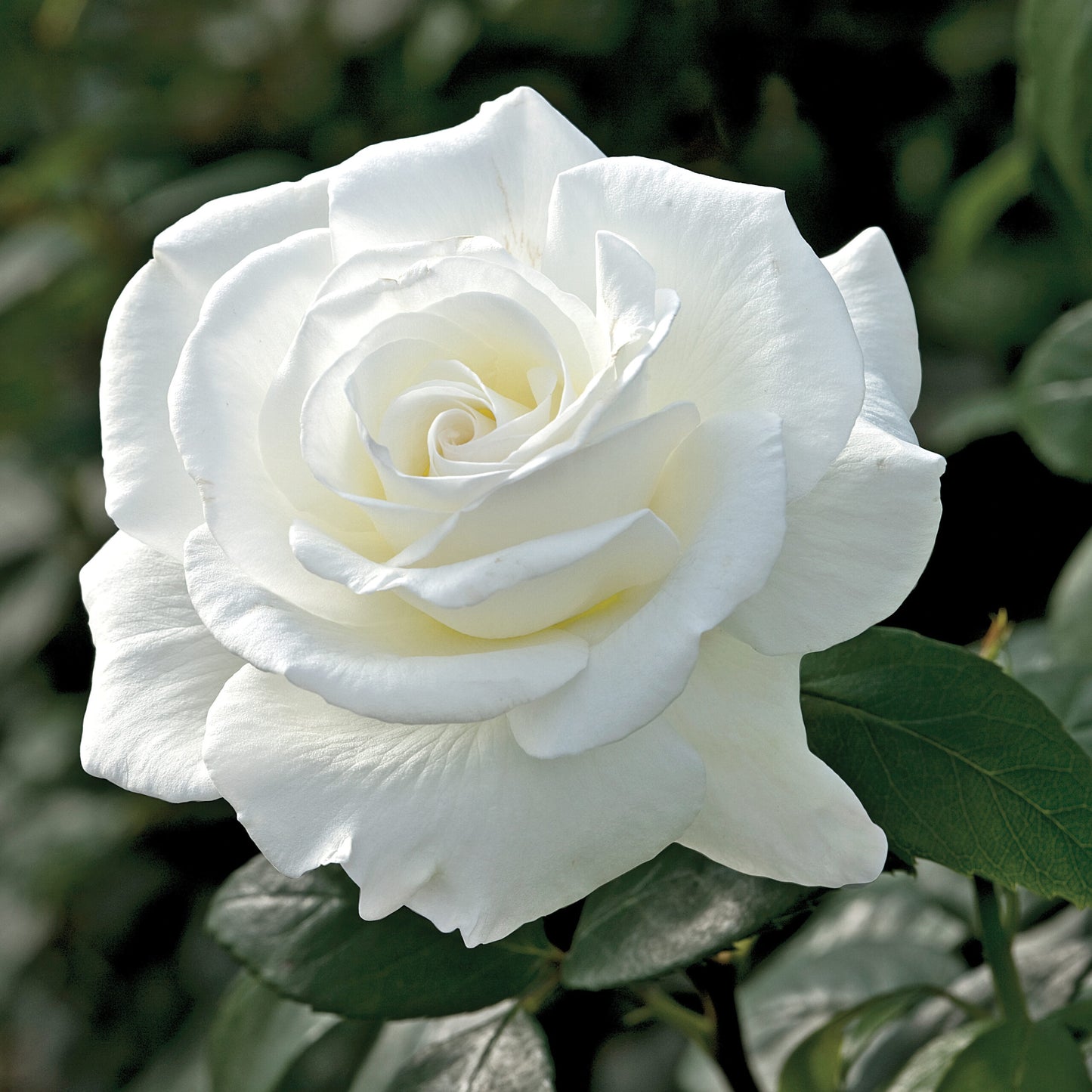 Rose Sugar Moon - 8567A