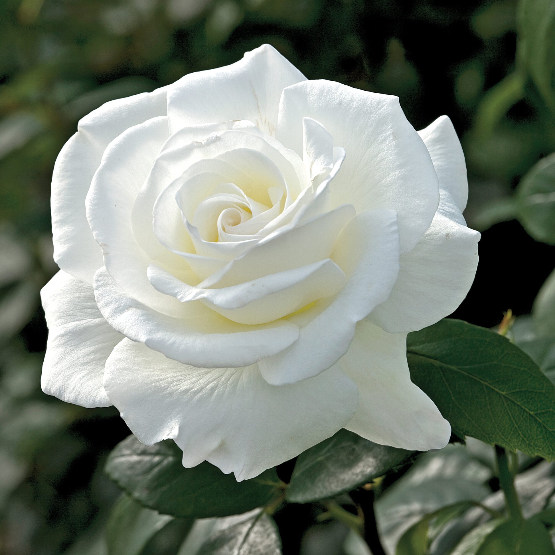 Rose Sugar Moon - 8567A