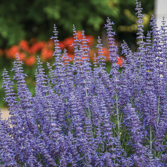 Russian Sage Denim 'N Lace - 7028A