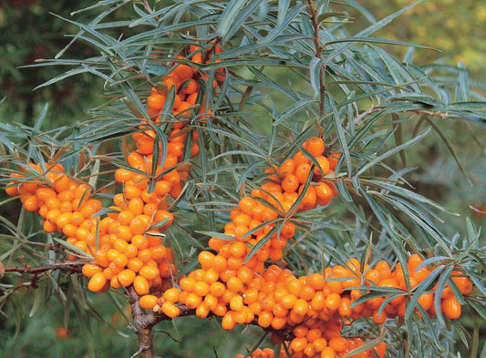 Sea Buckthorn (4F and 1M plants) - 8400A