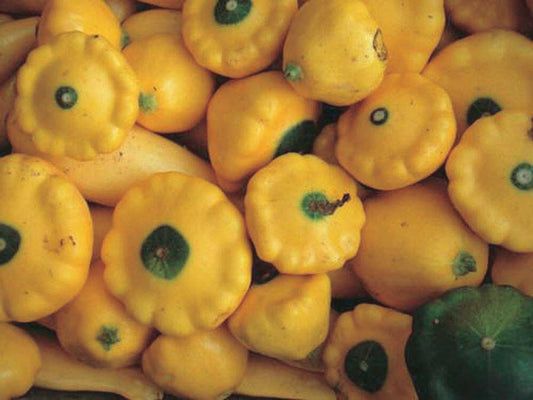 Squash Sunburst (50 Days) - 2110A