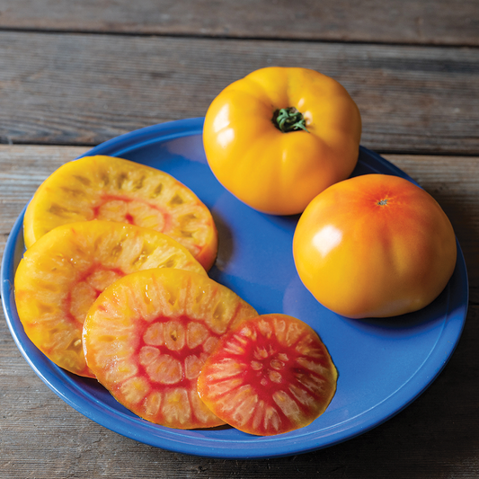 Tomato Harvest Moon (75 days) - 2305A