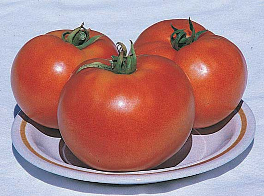 Tomato Prairie Pride - 2280A