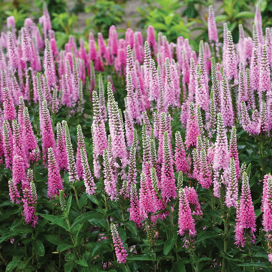 Veronica Pink Marshmallow - 7025A