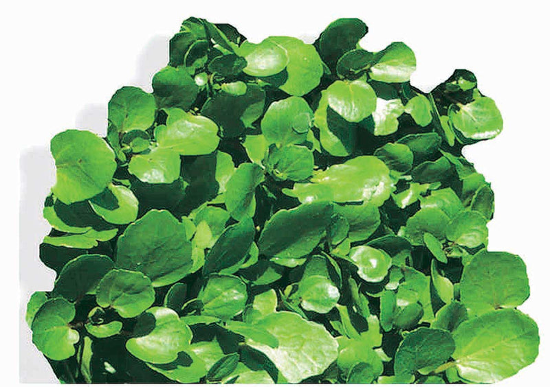 Watercress - 867A