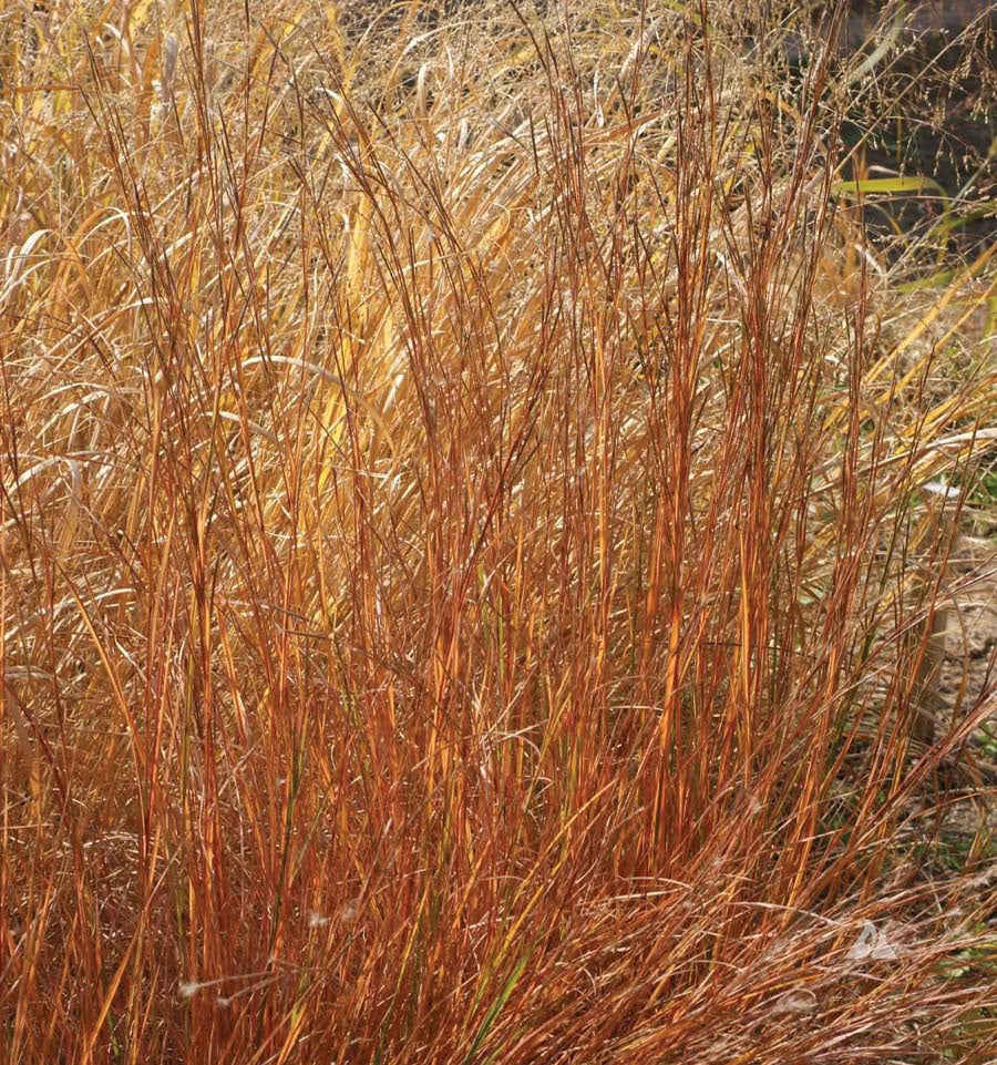 Blue Stem Ltl Blue - A11A