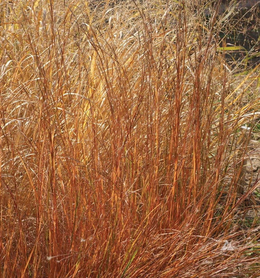 Blue Stem Ltl Blue - A11A