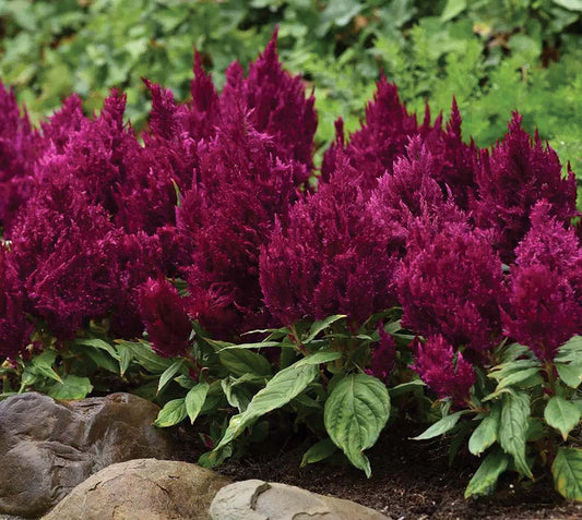 Celosia First Flame Purple - A119A