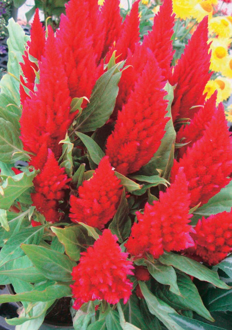 Celosia First Flame Scarlet - A120A