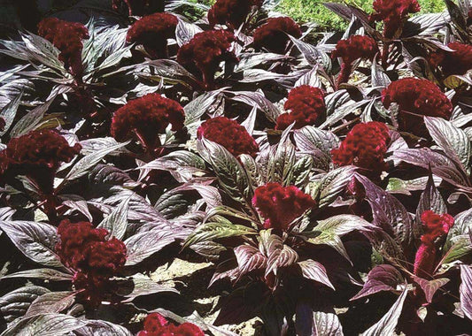 Celosia Dracula - A121A
