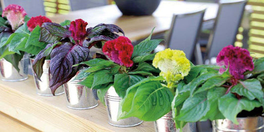 Celosia Brainiac Mix - A122A