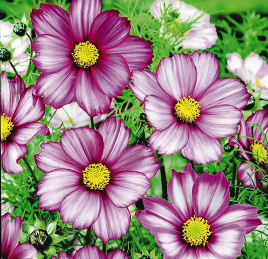 Cosmos Candy Stripe - A173A