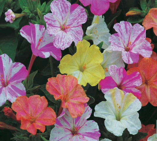 Four O'Clock Bi-Color Mix - A274A