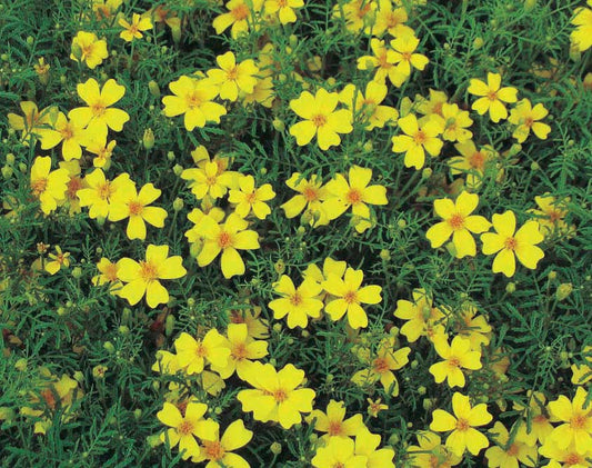Marigolds Zillion Series Lemon Gem - A275A