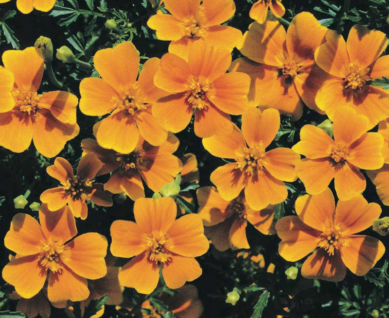 Marigolds Zillion Series Tangerine Gem - A276A