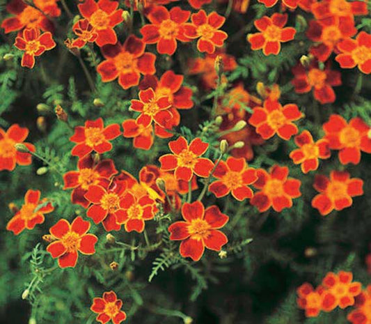 Marigold Red Gem - A277A