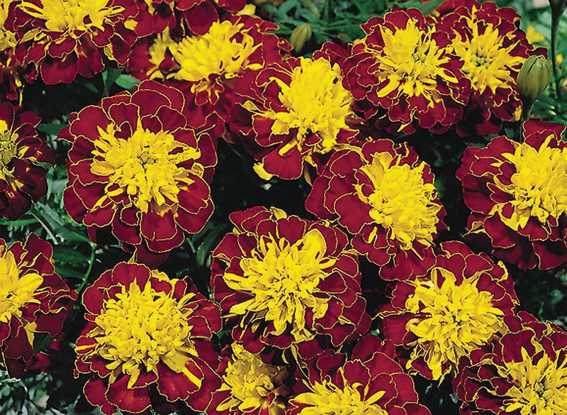 Marigold S Hero Spry - A280A