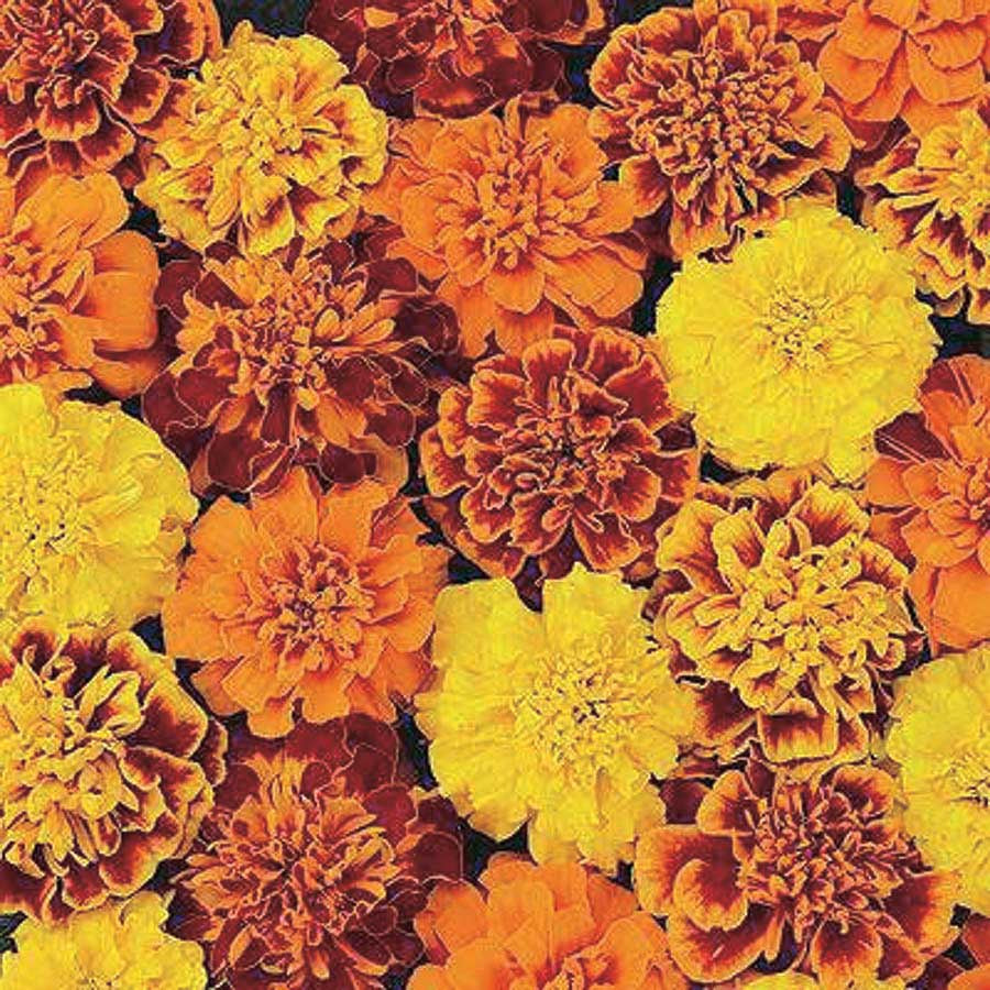 Marigolds Janie Series (20 cm) Bright Yellow - A285A