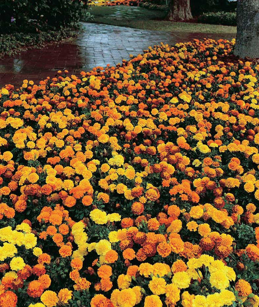 Marigold Hot Pack Mix - A289A