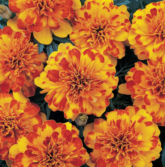 Marigolds Durango Bolero - A296A