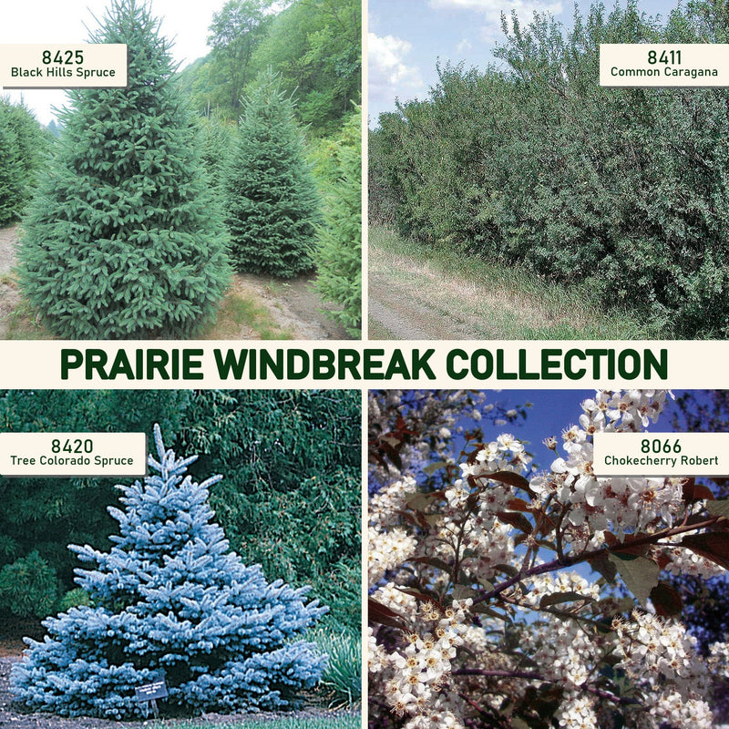 Prairie Windbreak Collection