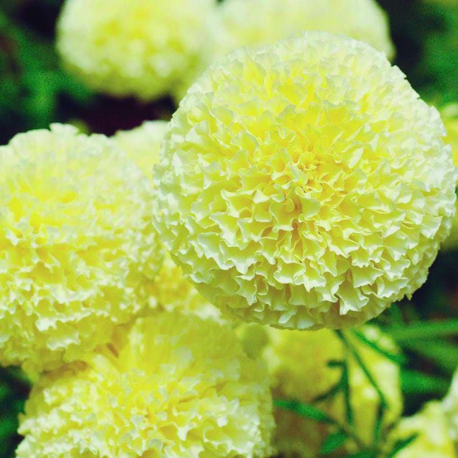Marigold White Swan - A302A