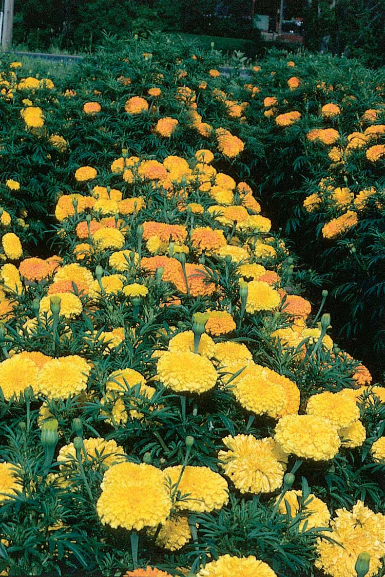 Marigolds Crackerjack Mix - A304A
