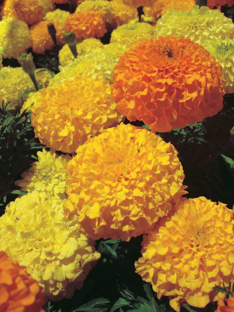 Marigolds Inca Series Yellow - A316A