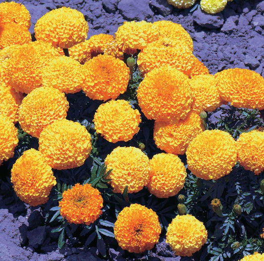 Marigolds Inca Series Orange - A318A