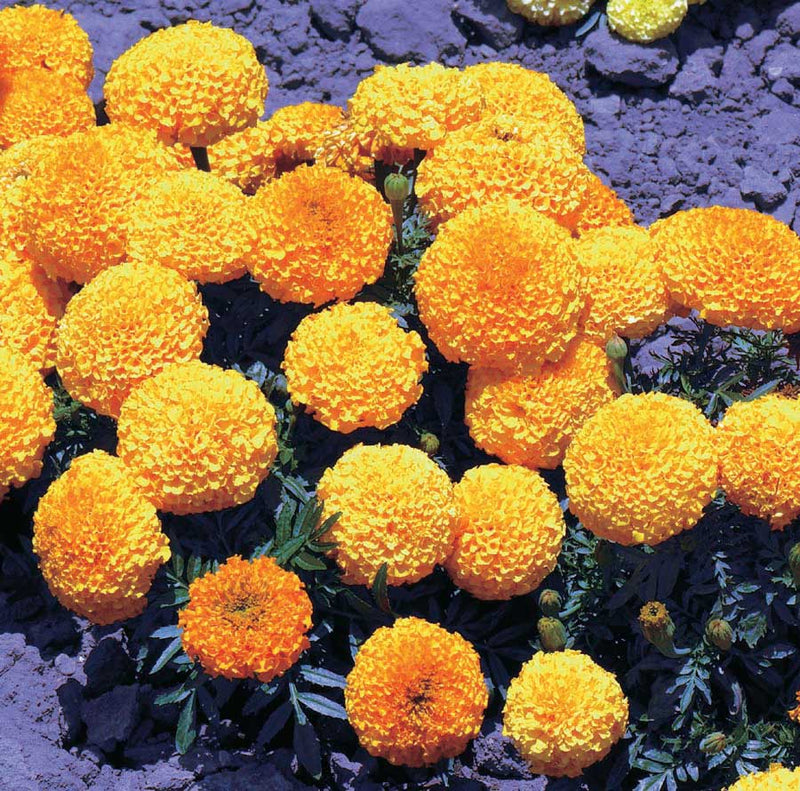 Marigolds Inca Series Orange - A318A