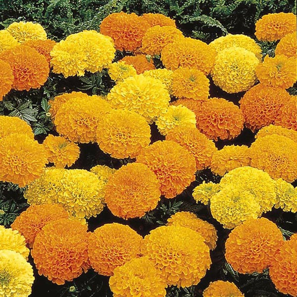 Marigolds Inca Series Mix - A319A