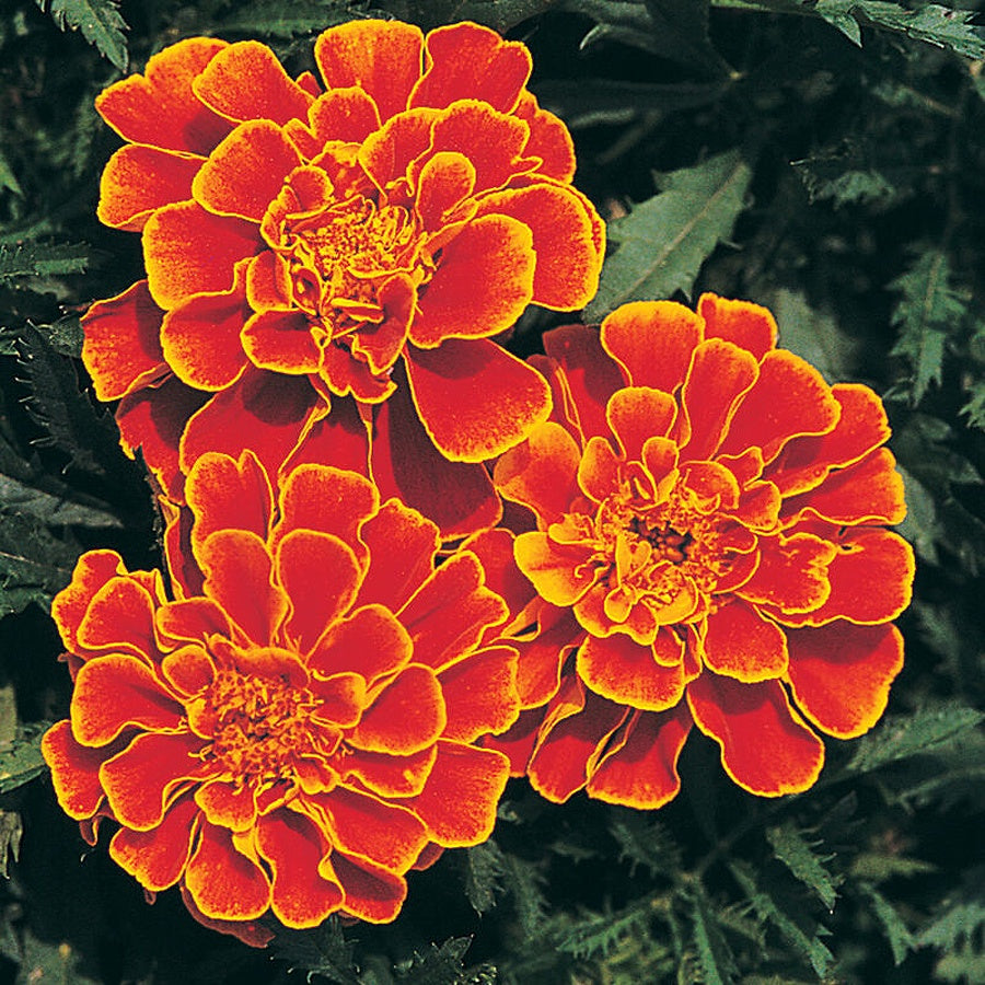Marigold Queen Sophia - A322A