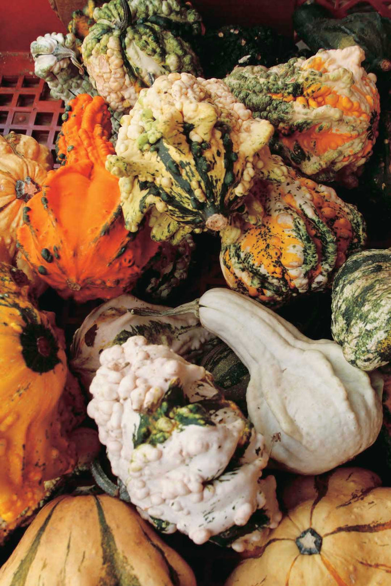 Goonies Superfreak Gourds - A323A