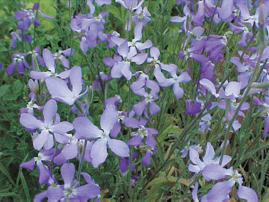 Matthiola Night Scented Stocks - A326A