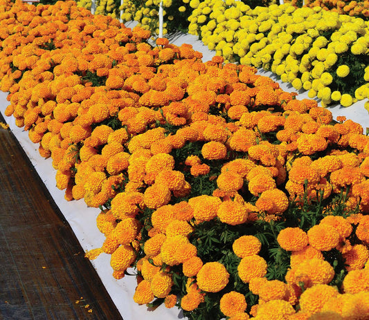 Marigold Big Duck Orange - A335A