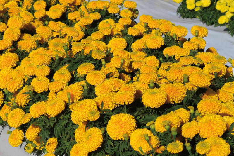 Marigold Big Duck Gold - A336A