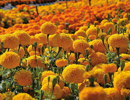 Marigold Garuda Orange - A340A