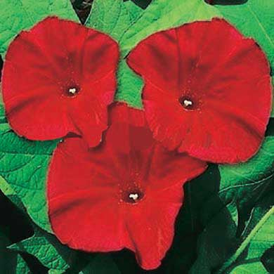 Morning Glory Scarlet O'Hara - A343A