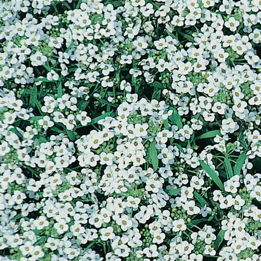Alyssum Carpet of Snow - A36A