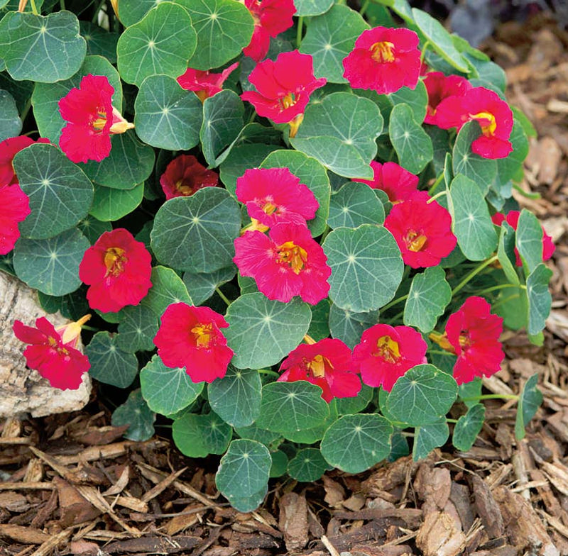 Nasturtium Baby Rose - A385A