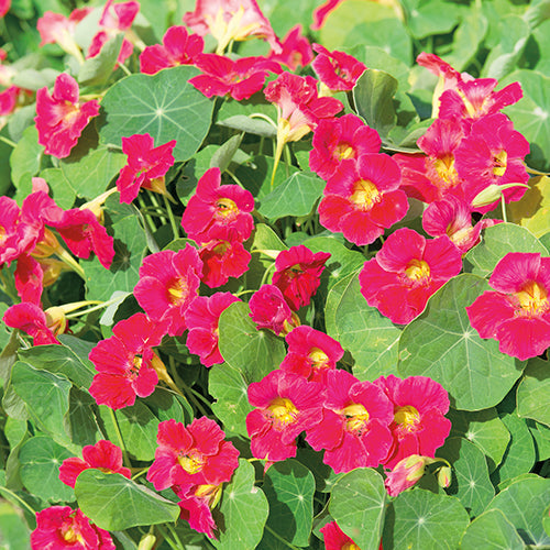 Nasturtium Baby Rose - A385A